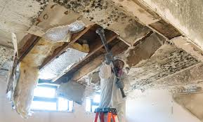 Best Mold Documentation for Insurance Claims  in Chester, IL